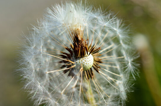common dandelion flower after blooming spreading seeds with the wind in summer macro photo