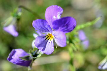 small purple and blue wildflower in summer macro photo
