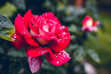 Czerwona róża po deszczu