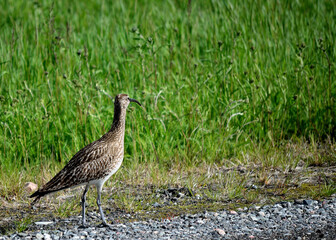 eurasian curlew bird parent looks out for her chickens in the green field