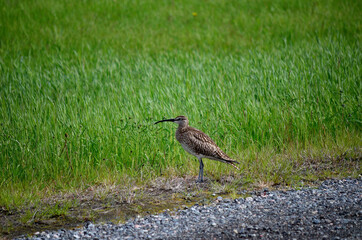 eurasian curlew bird parent standing guard