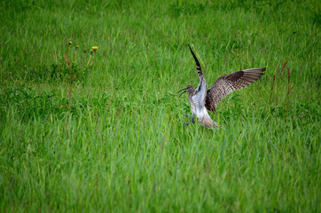 Obraz premium eurasian curlew bird lands on green field in summer