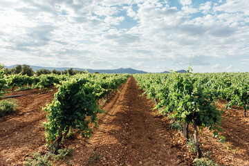Fototapeta na wymiar Typical vineyard field. Blue sky background