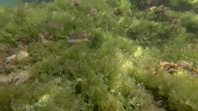 School of Ornate Wrasse or Peacock wrasse (Thalassoma pavo) and Sargo or White Seabream (Diplodus sargus) swims on rock reef covered with green algae Sea Lettuce (Ulva lactuca). Mediterranean Sea