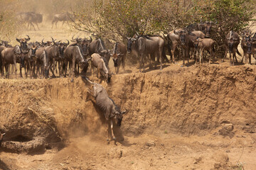 Wildebeests climbing down the trench to cross Mara river, Kenya