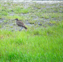 eurasian curlew bird parent is vigilant for its chickens