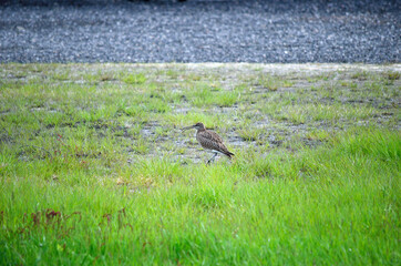 eurasian curlew bird parent is vigilant for its chickens