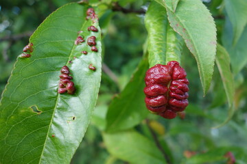 Deformed leaves of a peach tree due to fungal attack