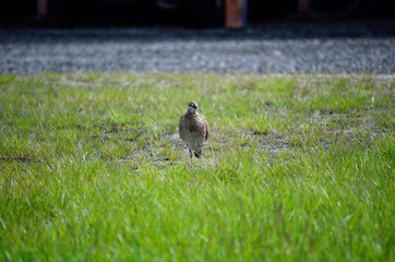 eurasian curlew bird in summer