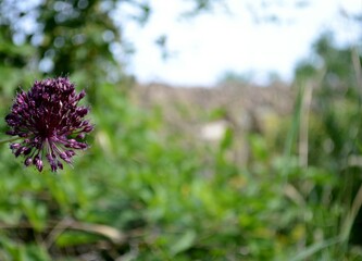 Allium