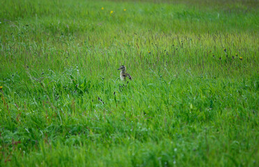 eurasian curlew baby chicken bird standing in tall green grass