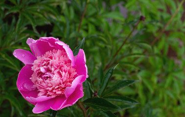 pink peony in the garden with rain-drops
