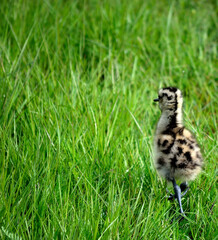 cute eurasian curlew bird chicken walking in tall grass looking for her parents