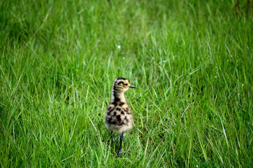 cute eurasian curlew bird chicken walking in tall grass looking for her parents