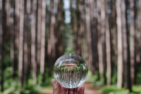 Forest Through Crystal Ball