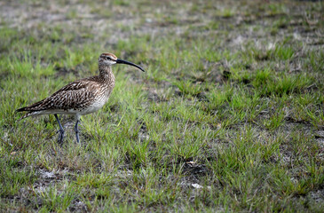 eurasian curlew bird parent singing and watching her chickens in summer