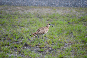 Obraz na płótnie Canvas eurasian curlew bird parent singing and watching her chickens in summer