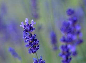 Lavande