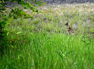 eurasian curlew chicken wanders towards her parents after coming out from the tall grass