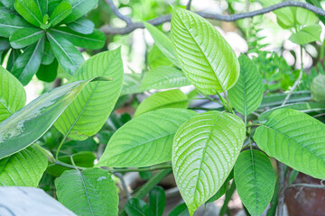Fototapeta na wymiar kratom plant (Mitragyna speciosa) Mitragynine on blur background ,Drugs and Narcotics,Thai herbal which encourage health