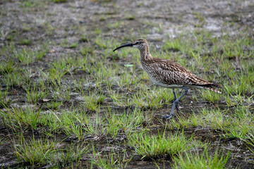 eurasian curlew bird parent keeps a close watch on her chickens