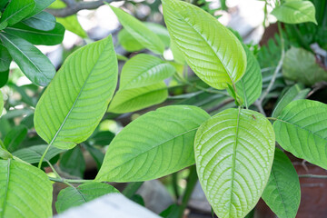 kratom plant (Mitragyna speciosa) Mitragynine on blur background ,Drugs and Narcotics,Thai herbal which encourage health