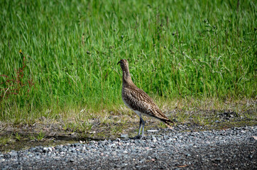 eurasian curlew bird parent vigilant for predator birds