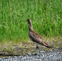 eurasian curlew bird parent vigilant for predator birds