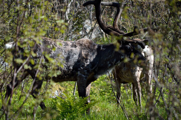 reindeer in summer forest