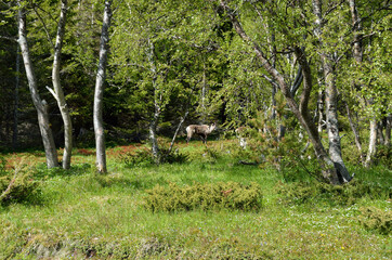 Obraz premium reindeer flock in summer forest
