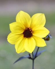 Dahlia