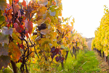 Fascinating colors of autumn nature on the vineyard