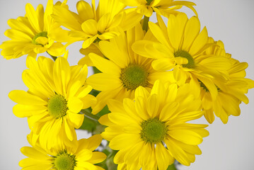 Beautiful fresh yellow chrysanthemum, close-up shot, yellow daisies flowers.