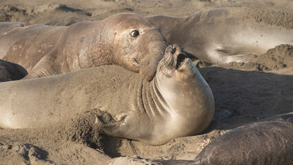 Fototapeta premium Northern Pacific Elephant Seals on California Coast
