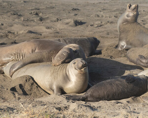 Fototapeta premium Northern Pacific Elephant Seals on California Coast