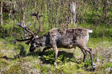 reindeer in summer nature
