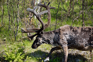 reindeer in summer nature