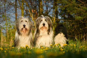 Family photo of three dogs. Two bearded collie and little poodle. They are sitting in sunset light. They are so lovely dogs and models.