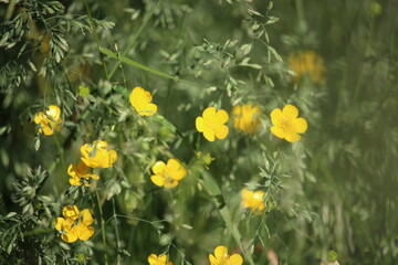 Close up of a Common Buttercup yellow flowers on green grass background. Meadow buttercup, tall buttercup, giant buttercup