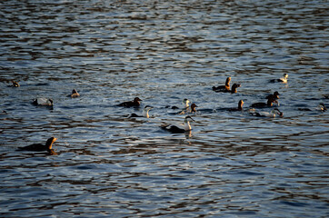 beautiful duck flock diving and feeding in the cold fjord water in late autumn