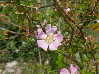 Fototapeta na wymiar closeup/macro of an Almond Tree Flower In SpringTime