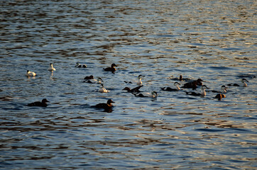 beautiful duck flock diving and feeding in the cold fjord water in late autumn