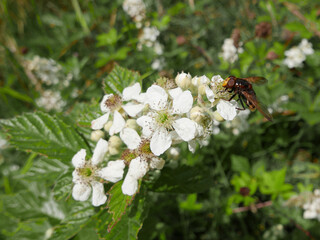 closeup/macro of bee on Almond Tree Flower In SpringTime