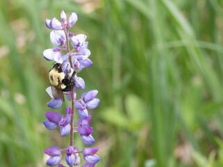 Beautiful Lupine flowers