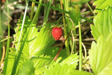 Fresh ripe forest strawberries grow in the forest on the background of green grass. Sweet red...