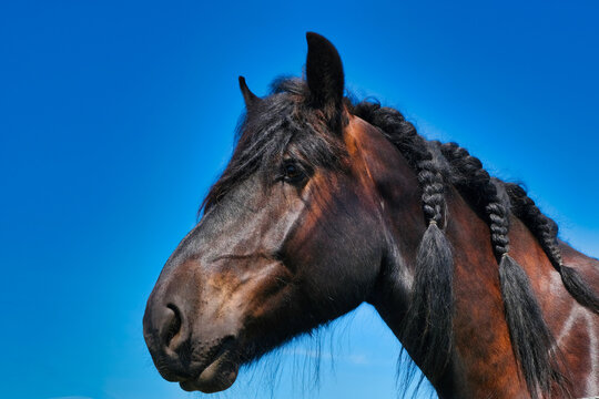 Dutch Black Beauty #3