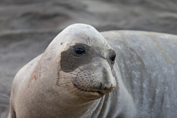 Northern Pacific Elephant Seals on California Coast