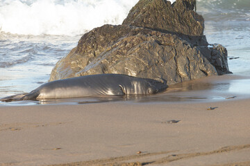 Northern Pacific Elephant Seals on California Coast