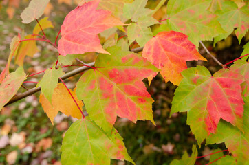 red maple leaves