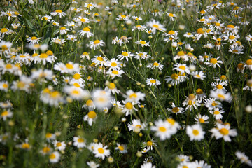 Beautiful summer meadow flowers-daisies in the field